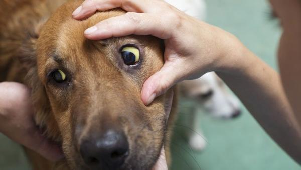 anemia en perros causas sintomas y tratamiento