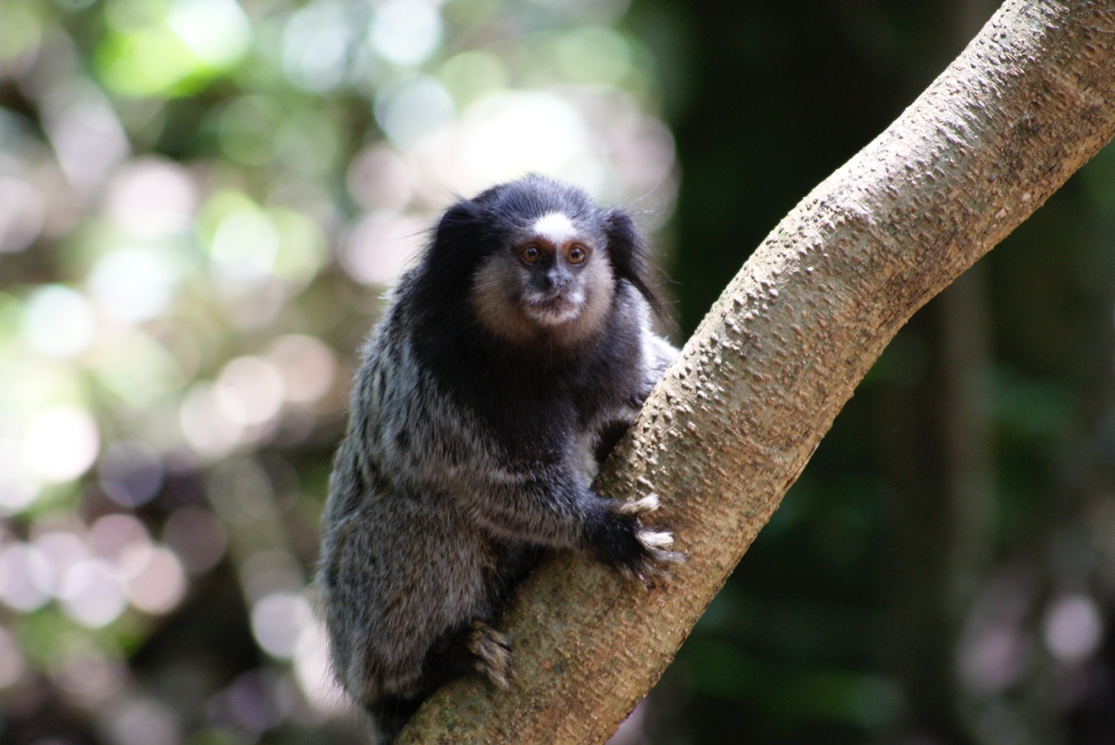 animales de colombia