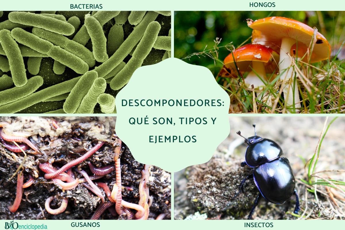 animales descomponedores definicion ejemplos y tipos