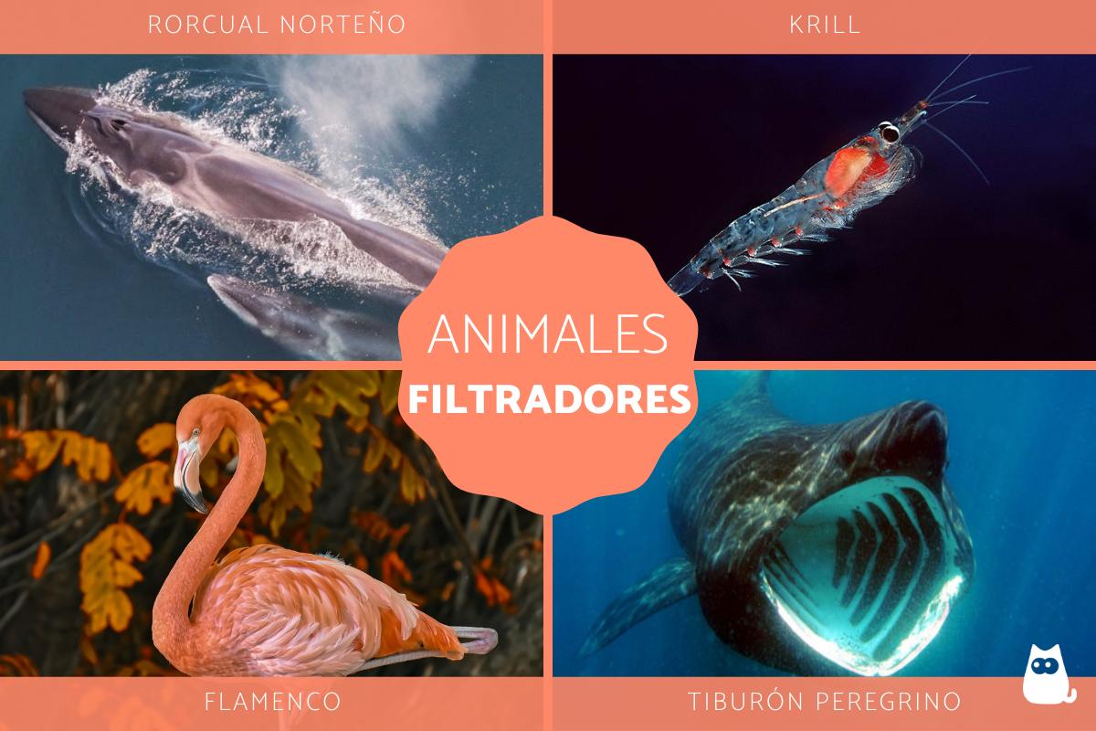 animales filtradores