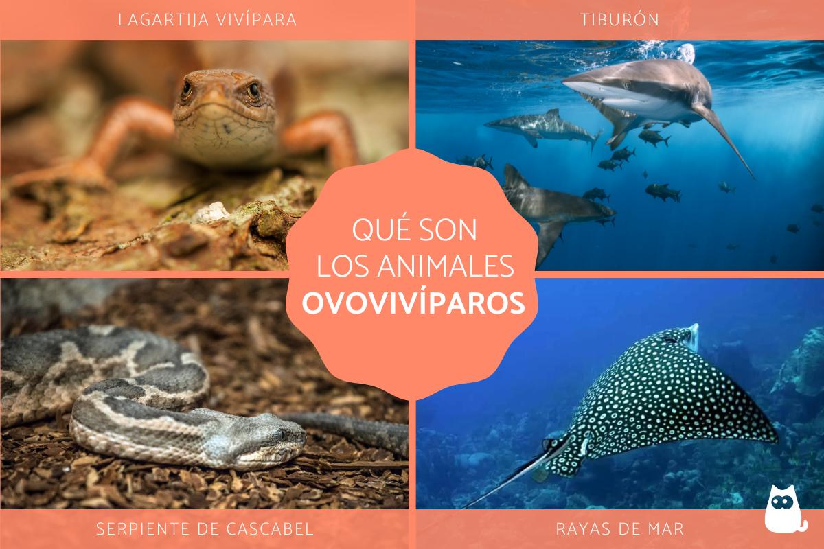 animales ovoviviparos curiosidades y formas unicas