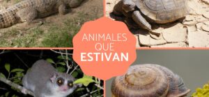 animales que estivan