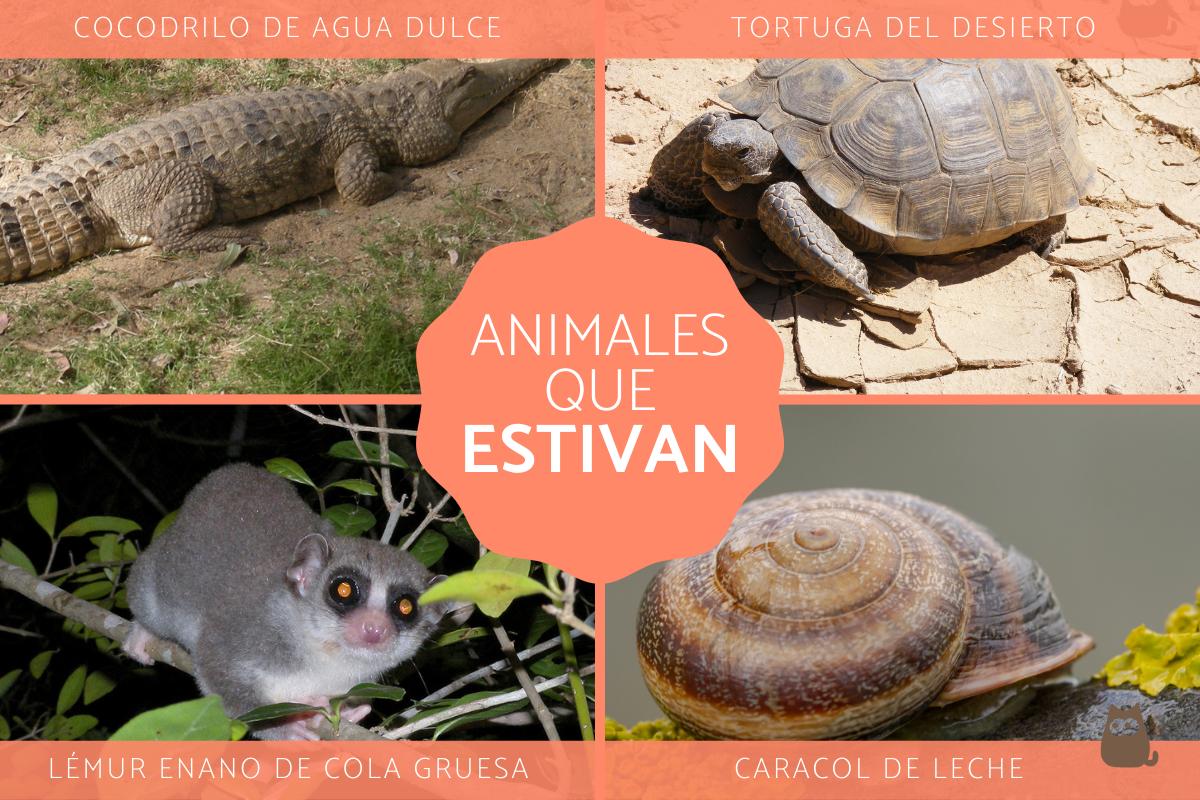 animales que estivan