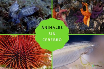 animales sin cerebro