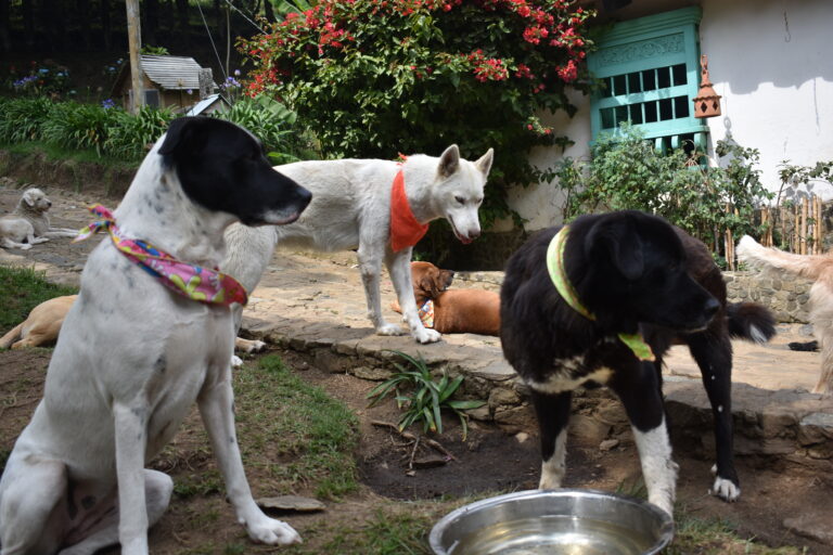 Perros apadrinados en el refugio