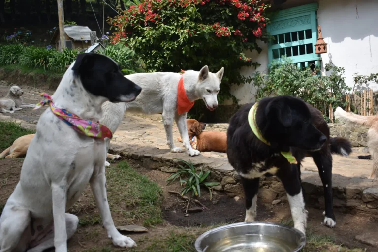 Perros apadrinados en el refugio