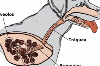 asma en perros symptoms y tratamiento