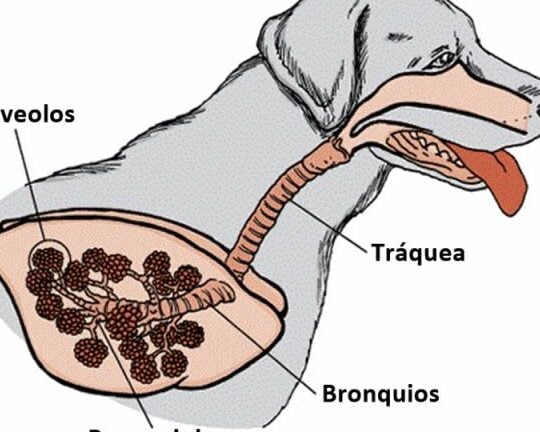 asma en perros symptoms y tratamiento