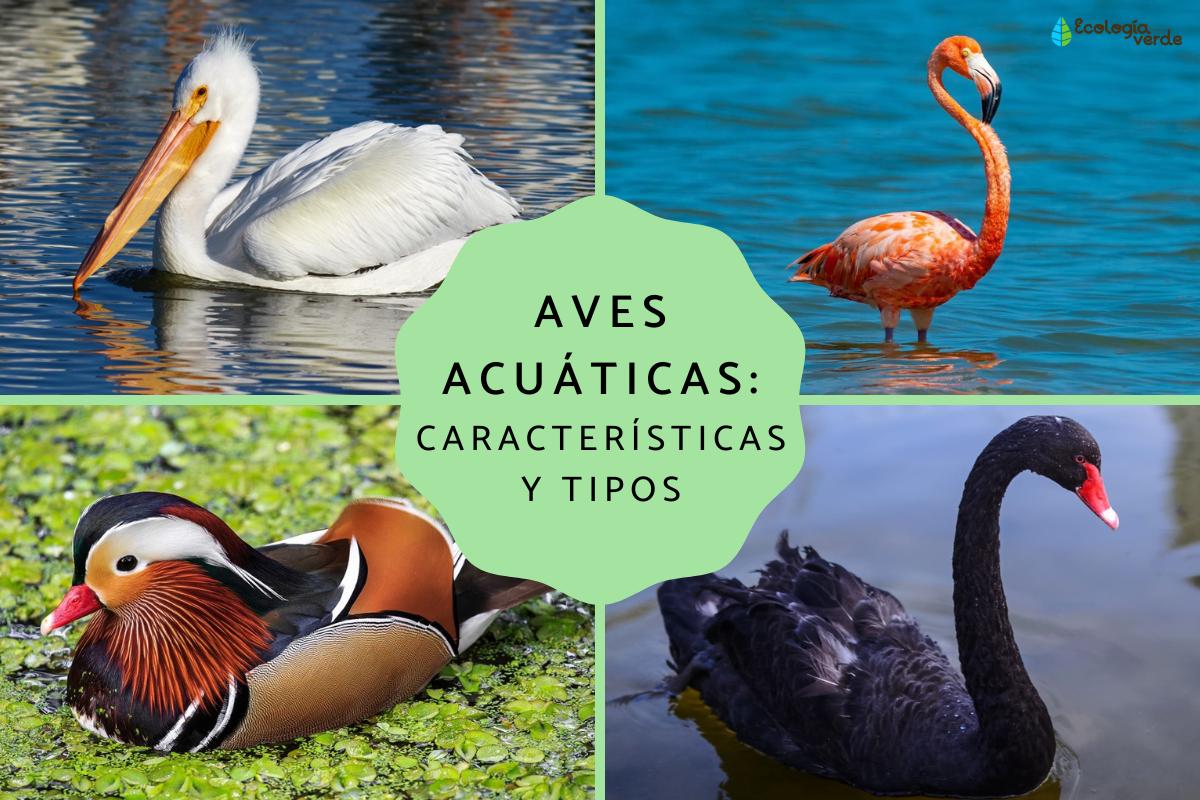 aves acuaticas