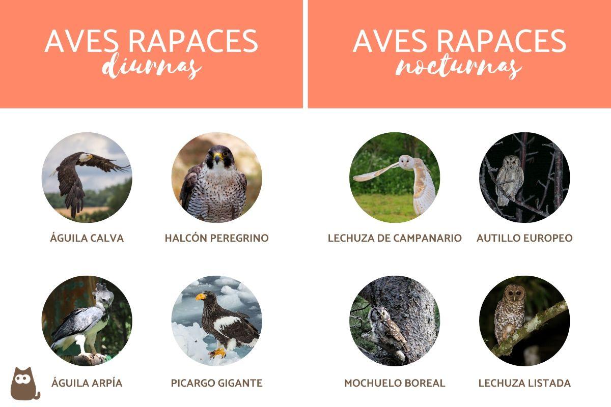 aves rapaces diurnas caracteristicas y ejemplos