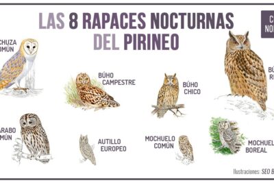 aves rapaces nocturnas nombres y ejemplos