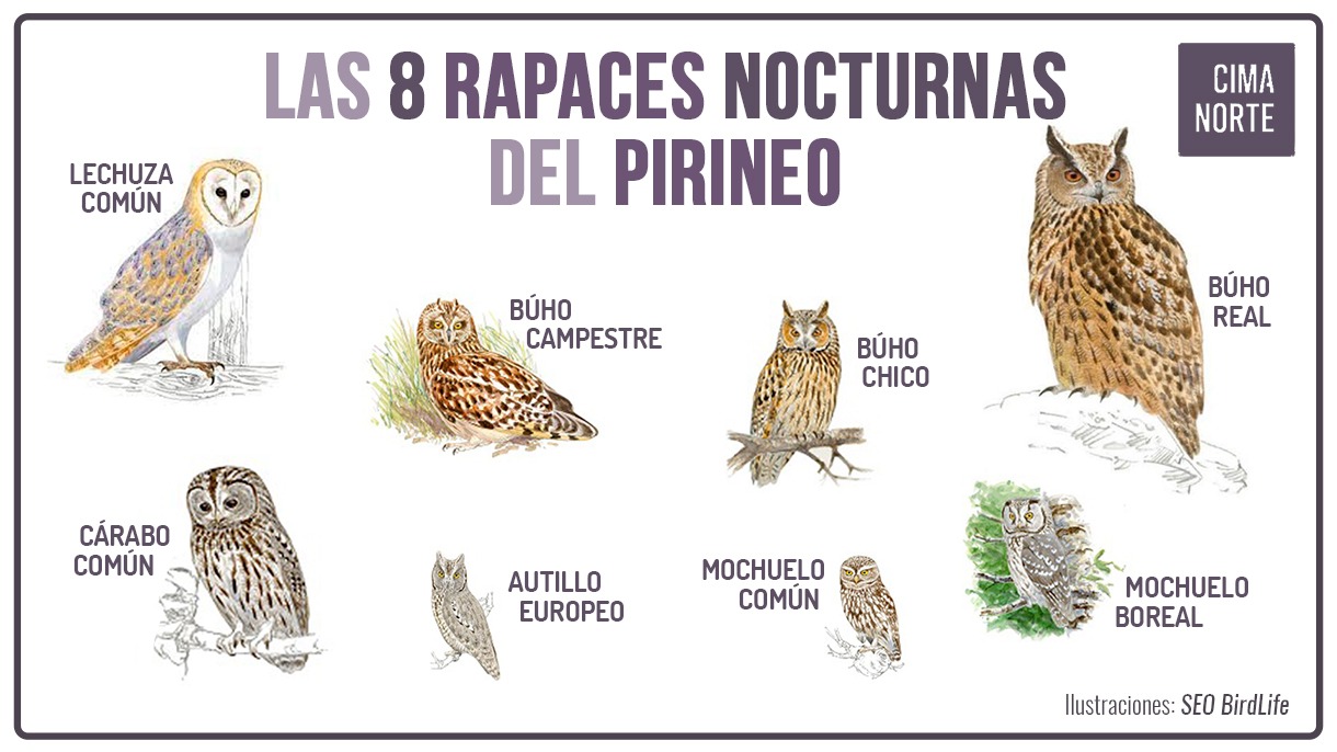 aves rapaces nocturnas nombres y ejemplos