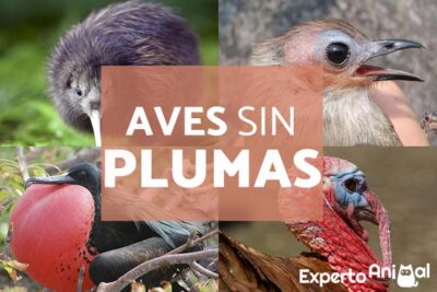 aves sin plumas ejemplos y importancia de las plumas