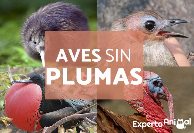 aves sin plumas ejemplos y importancia de las plumas