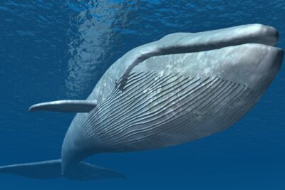 ballena franca austral un gigante de la acuatica