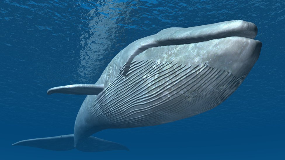 ballena franca austral un gigante de la acuatica