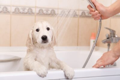 bano temprano en el perro