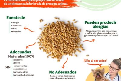 beneficios de la avena para perros