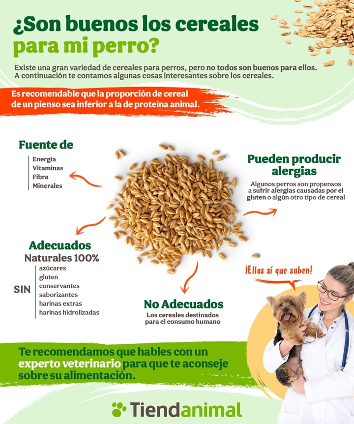 beneficios de la avena para perros