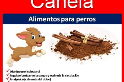 beneficios de la canela para los perros