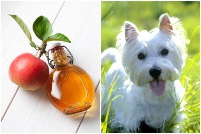 beneficios del vinagre de manzana para los perros