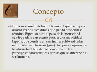 bipedismo definicion caracteristicas y ejemplos