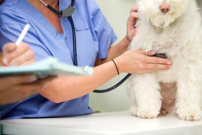 bradicardia en perros causas sintomas y tratamiento