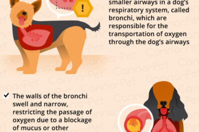 bronquitis en perros sintomas y tratamiento