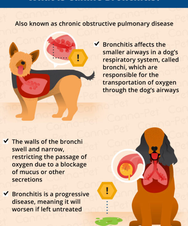 bronquitis en perros sintomas y tratamiento