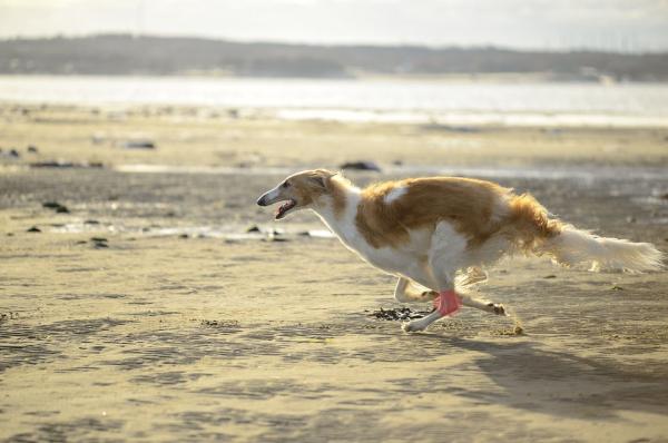 calambres en perros causas sintomas y que hacer