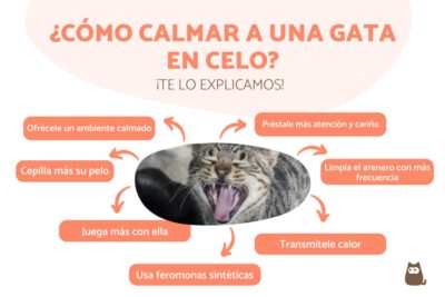 calmar a una gata en celo