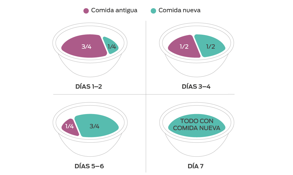 cambiando la alimentacion del perro