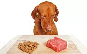 campylobacteriosis en un perro alimentado con dieta cruda