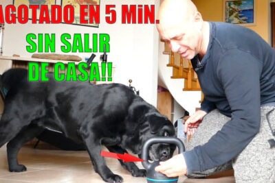 cansar al perro