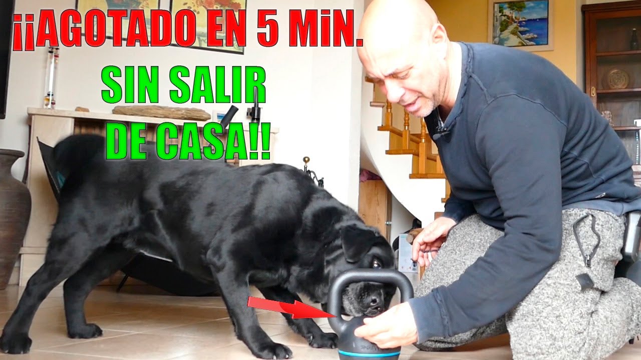 cansar al perro