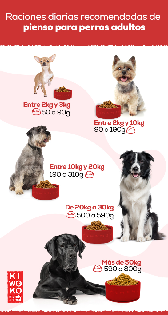 cantidad de comida para perros