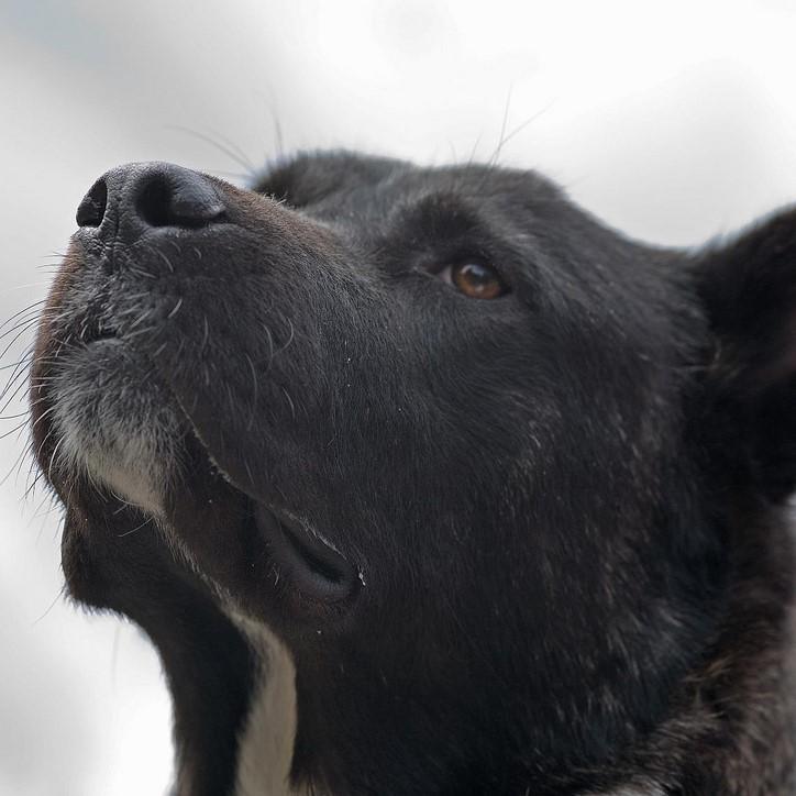 cantidad de comida para un akita americano