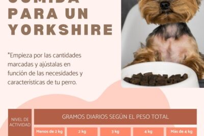 cantidad de comida para un yorkshire la cantidad de comida diaria