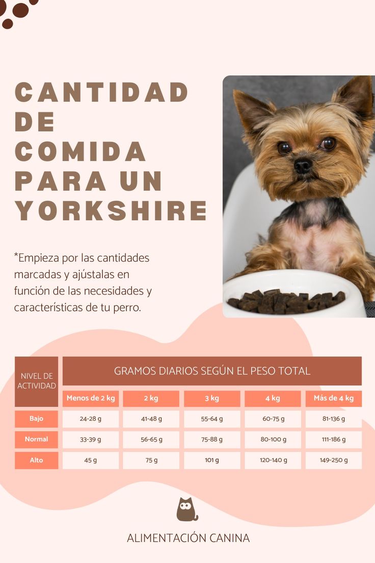 cantidad de comida para un yorkshire la cantidad de comida diaria