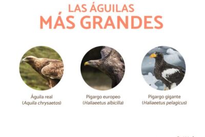 caracteristicas de las aguilas