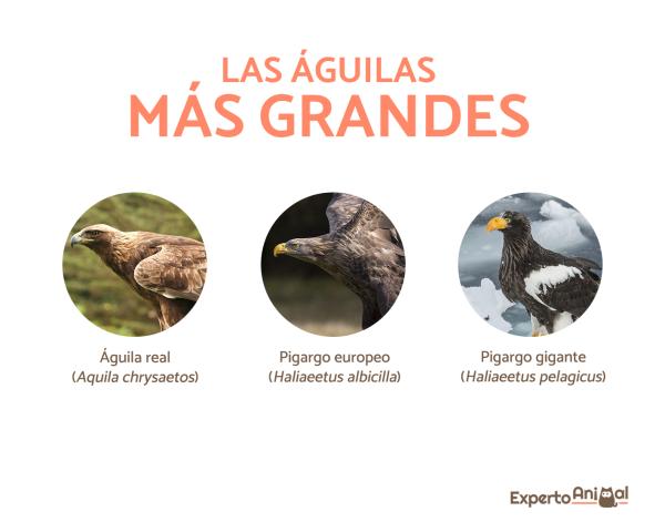 caracteristicas de las aguilas