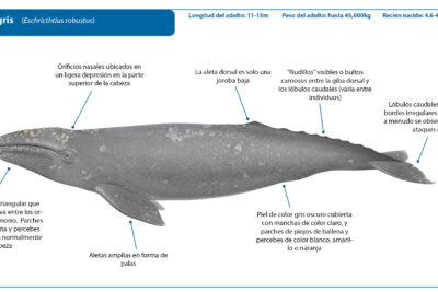 caracteristicas de las ballenas