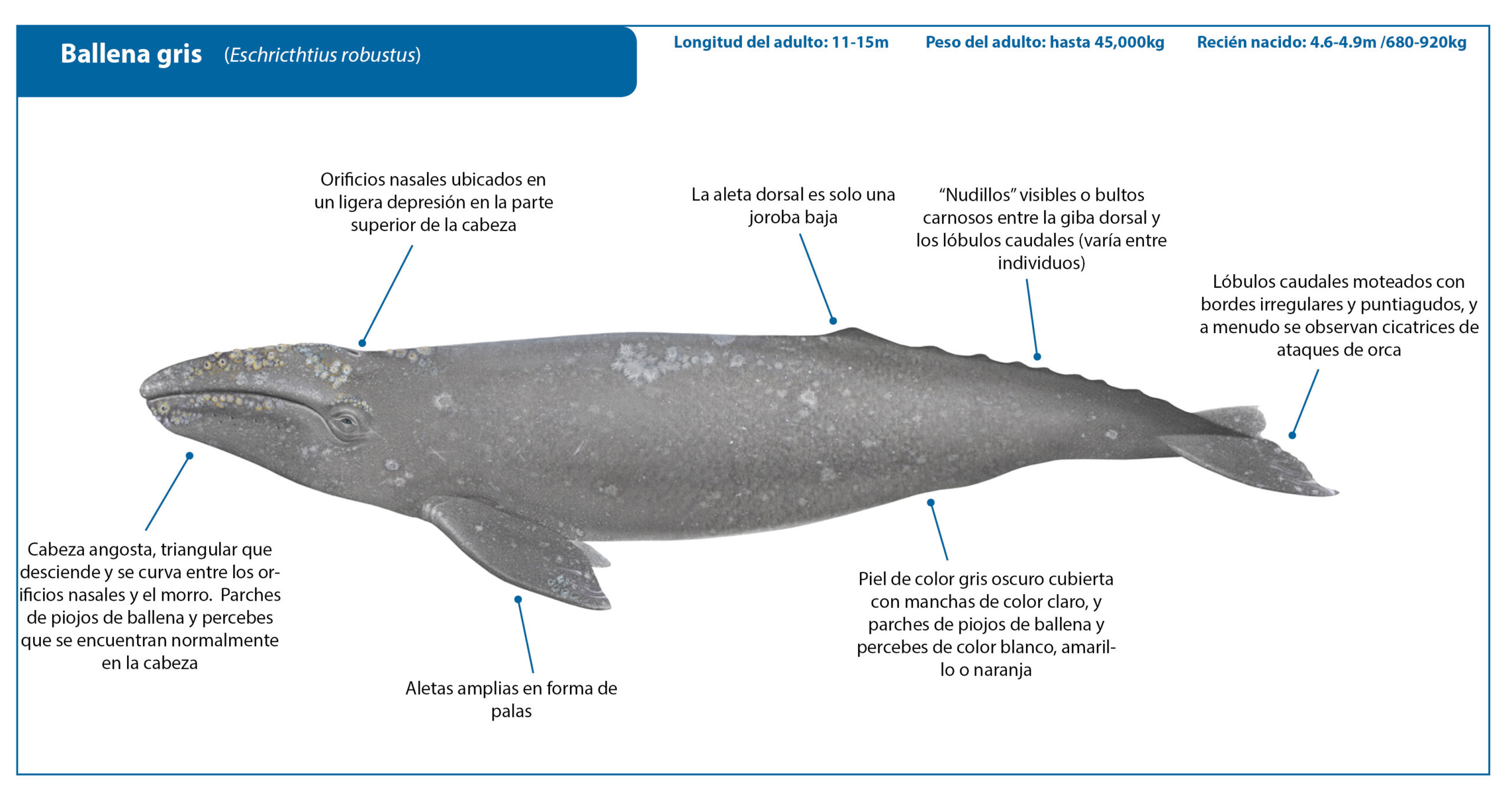 caracteristicas de las ballenas scaled