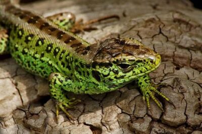 caracteristicas de las lagartijas