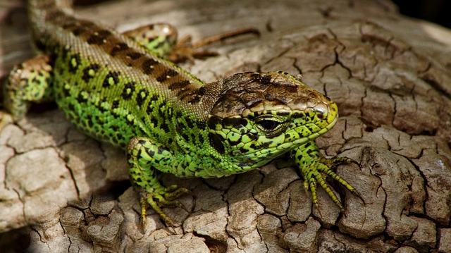 caracteristicas de las lagartijas