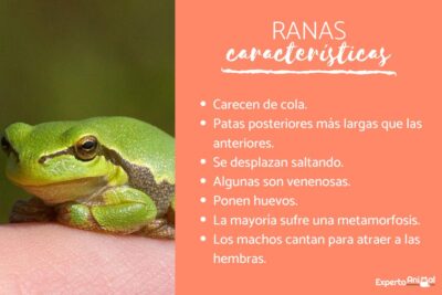 caracteristicas de las ranas