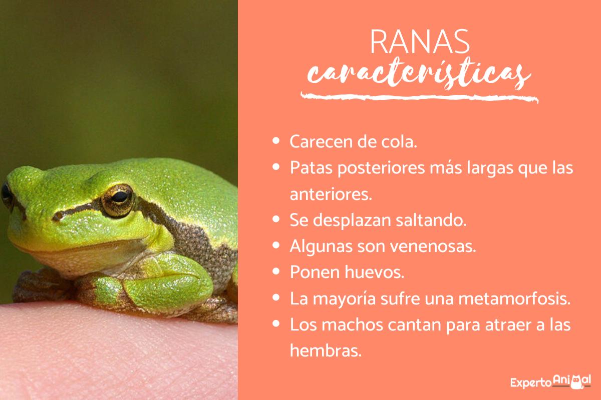 caracteristicas de las ranas