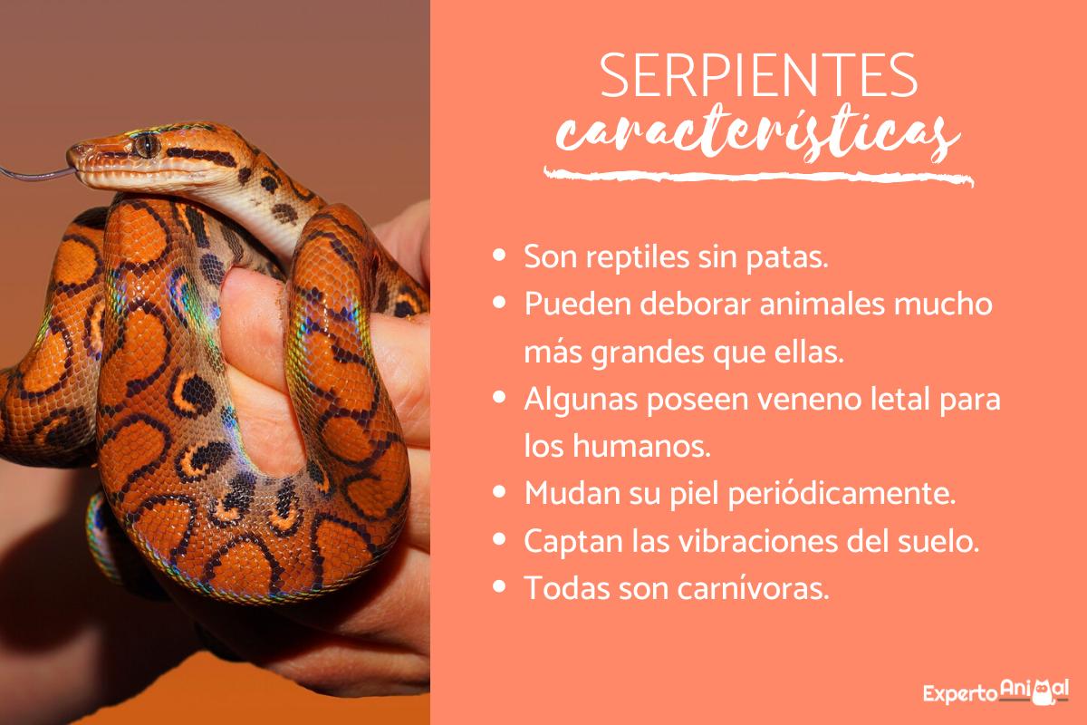 caracteristicas de las serpientes