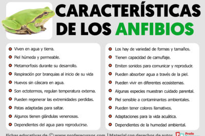 caracteristicas de los anfibios