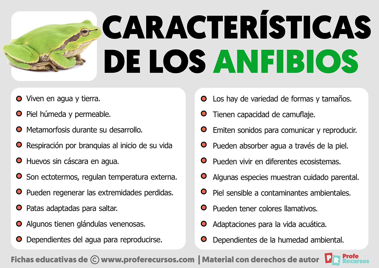 caracteristicas de los anfibios